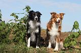 BORDER COLLIE 015